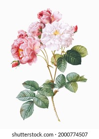 Illustration of rose in vintage style free download in color