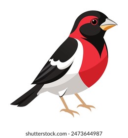 illustration of a rose-breasted grosbeak