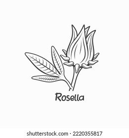 ilustración de rosella, flores que vienen del continente africano.