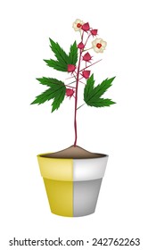 Illustration of Roselle Plant with Blossoms, Leaves and Fruits in Terracotta Flower Pots for Garden Decoration. 