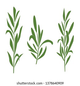 illustration of rosemary branches. Vector design. Perfect for packaging, textiles, menu design