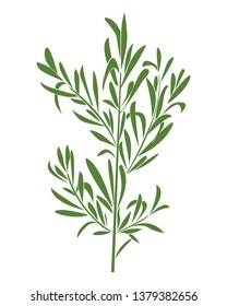 illustration of rosemary branches. Vector design. Perfect for packaging, textiles, menu design