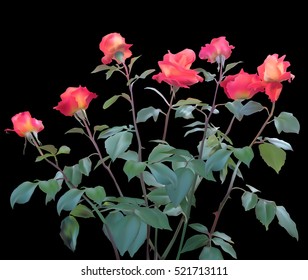 illustration with roses isolated on black background