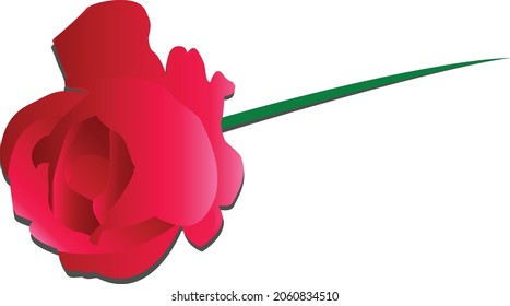 illustration of roses, simple and elegant