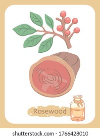 Illustration of rosewood and aromatherapy bottle. Vector illustration.