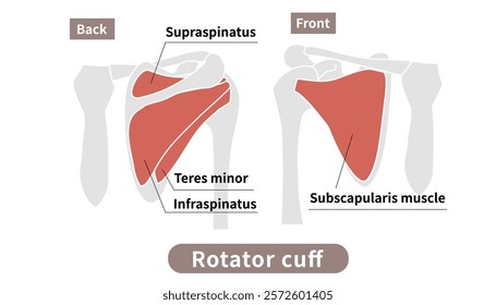 Illustration of rotator cuff muscles and scapula