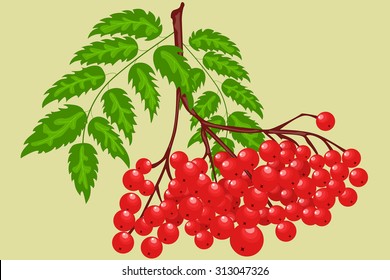 Illustration with the rowan