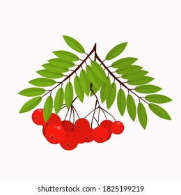 illustration of a Rowan branch with leaves on a white background,winter berry