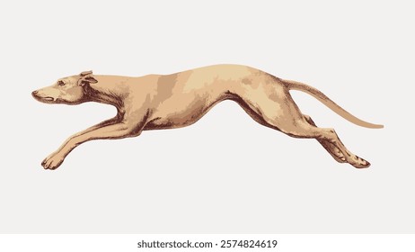 Illustration of a running greyhound, showcasing its sleek, agile form. The greyhound's dynamic pose captures speed and grace, emphasizing its athletic build. Vintage art, isolated vector element.