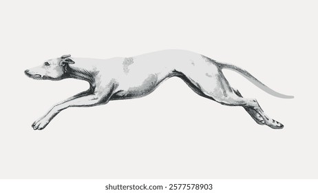 Illustration of a running greyhound, sleek and fast. The greyhound is depicted in motion, showcasing its speed and agility. Greyhound art, dynamic and elegant. Vintage illustration isolated, vector.