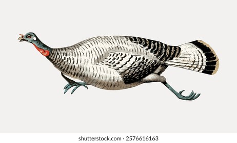 Illustration of a running turkey with detailed feathers. The turkey is depicted in motion, showcasing its feathers and dynamic pose. Turkey illustration in motion. Isolated vector element.