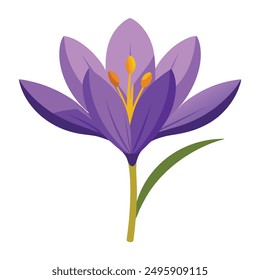 illustration of Saffron flower Isolated