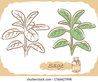 Illustration of sage and aromatherapy bottle. Vector illustration.