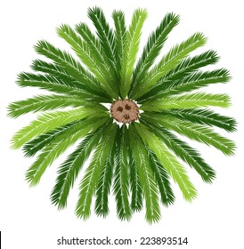 Illustration of a sago palm tree on a white background 