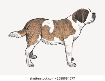 Illustration of a Saint Bernard dog in profile. The Saint Bernard is a large, fluffy dog with brown and white fur. This Saint Bernard stands with a proud posture. Vintage animal illustration vector.