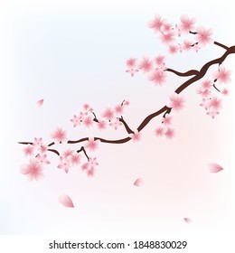 Illustration of a sakura branch blooming with pink flowers with falling petals on a light background. Realism, gradient mesh. Use in web design, banner, printing. Like wallpaper, a picture on the wall