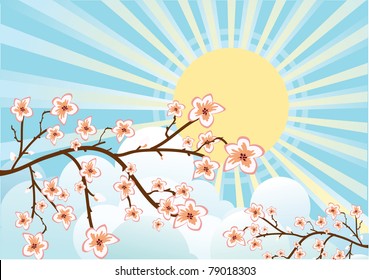 Illustration of sakura branches.Vector beautifull background