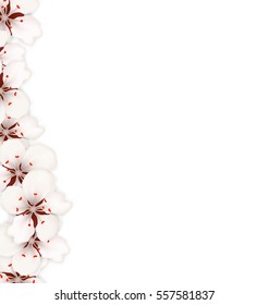 Illustration Sakura Flowers Background. Cherry Blossom Isolated on White Background - Vector
