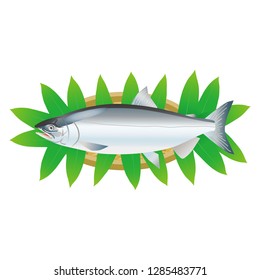 Illustration of the salmon