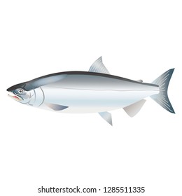 Illustration of the salmon