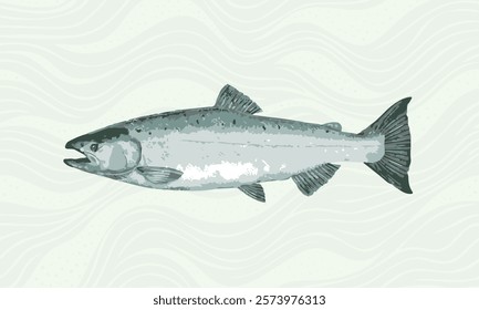 Illustration of a salmon on a white background. Vector image.