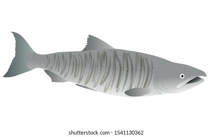 Illustration of a salmon in spawning season