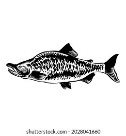 Illustration of salmon vintage vector for logo