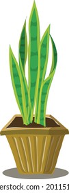 illustration of sansevieria lidah mertua