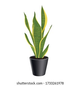 Ilustración Sansevieria trifasciata en olla. Aislado sobre fondo blanco.