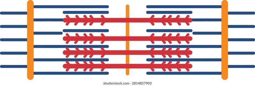 Illustration of sarcomere muscle structure with z line sarcomere physiology cellular microscopic structure biomedical biological skeletal myofibril contraction molecular education