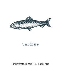 Illustration of sardine. Pilchard fish sketch in vector. Drawn seafood in engraving style. Used for canning jar sticker, shop label etc.