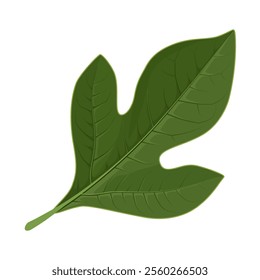 Illustration of a Sassafras leaf, scientific name sassafras albidum, isolated on white background.