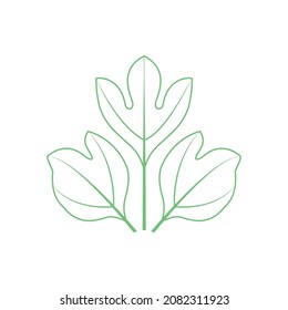 Illustration of Sassafras leaves. Minimal Sassafras leave vector for wall photo, graphic, and icon design. Skeleton of Sassafras leaves.