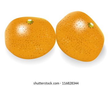 Illustration of satsuma