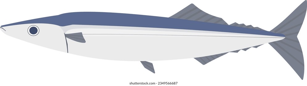 Illustration of saury drawn in vector