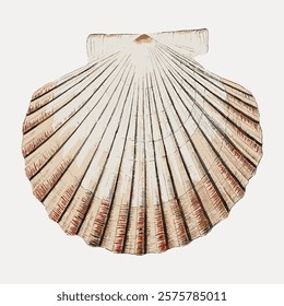 Illustration of a scallop shell with detailed lines and shading. The shell features a fan shape, showcasing its natural texture and earthy tones. Vintage art drawing, isolated vector element.