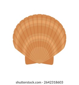 Illustration of a scallop shell seen from the front