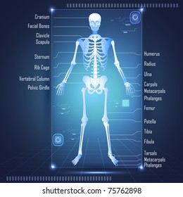 illustration of scanning of human anatomy showing skelton with labels of all bones