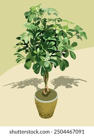 Illustration von Schefflera arboricola Compacta, auch bekannt als Zwergenschirmbaum. Verfügt über dichte, glänzende, dunkelgrüne Blätter mit einer kompakten Wachstumsgewohnheit. Perfekt für das Hinzufügen von üppigem Grün zu Innenräumen.