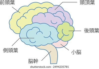 Illustration of a schematic diagram of the brain.Japanese text says ”Frontal lobe, temporal lobe, brainstem, cerebellum, occipital lobe, parietal lobe”.