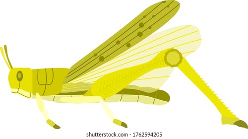 Illustration of a Schistocerca gregaria. flying.