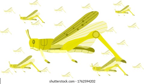 Illustration of a Schistocerca gregaria. flying. Flock.