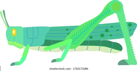 Illustration of a Schistocerca gregaria. Green state.