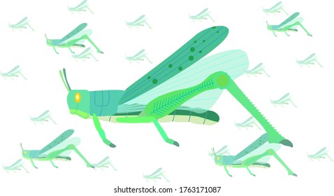 Illustration of a Schistocerca gregaria. Green state.