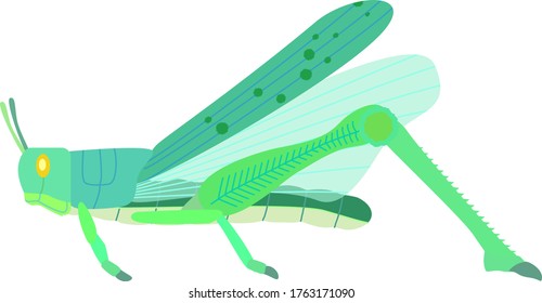 Illustration of a Schistocerca gregaria. Green state.