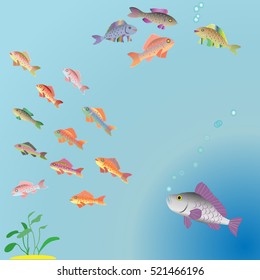 illustration of schools of fish 