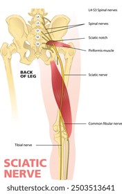 illustration of sciatic nerve diagram 