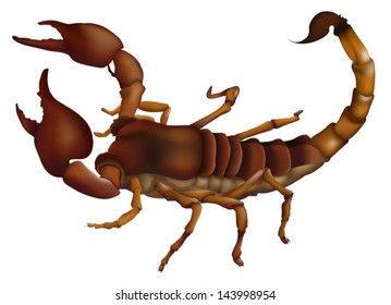 Illustration of the scorpion