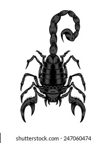 Illustration of scorpion.