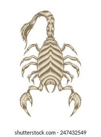 Illustration of scorpion.
